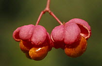 Spindle tree flowers {Euonymus europaeus} Germany