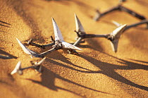 Camelthorn thorns {Acacia erioloba} half buried in sand, Namib desert, Namibia