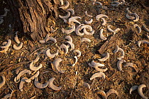 Fallen seedpods from the Camelthorn tree {Vachellia erioloba} Moremi WR, Botswana