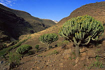 {Euphorbia sp} plants growing in Simien NP, Ethiopia