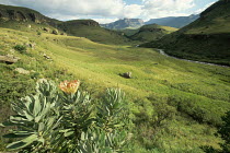 Giants Castle game reserve, South Africa, with Common sugarbush {Protea caffra} in foreground