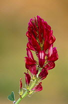 Italian sainfoin flower {Hedysarum coronarium} Alicante, Spain