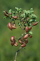 Seedpods of {Colutea arborescens} Castellon, Spain