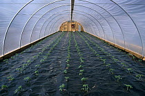 Intensive cultivation of Tomato plants {Solanum lycopersicum esculentum} in greenhouse / poly tunnel, Massachusetts, USA