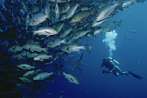 Diver with shoal of Bohar / Twinspot snapper {Lutjanus bohar} Ras Mohammed, Red Sea, Egypt