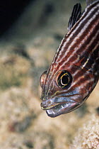 Tiger cardinalfish {Cheilodipterus macrodon} male guarding eggs in mouth, Red Sea, Egypt