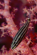 Five lined cardinalfish {Cheilodipterus quinquelineatus} sheltering in soft coral, Red Sea