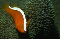 Orange anemonefish {Amphiprion sandaracinos} in anemone, Bunaken, Sulawesi, Indonesia