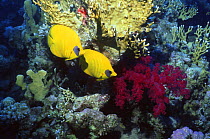 Golden / masked butterflyfish {Chaetodon semilarvatus} on coral reef, Red Sea, Egypt