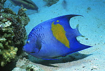 Yellowbar angelfish {Pomacanthus maculosus} Red Sea, Egypt