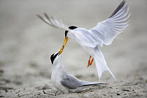 Little Tern (Sternula albifrons) courtship, male offers fish to female, Vistula River, Poland.