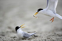 Little Tern (Sternula albifrons) courtship, male flying towards the female with an offer of fish, Vistula River, Poland.