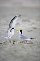 Little Tern (Sternula albifrons) courtship, male displaying to female as he offers her fish, Vistula River, Poland.