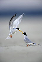 Little Tern (Sternula albifrons) courtship, male displaying to female as he offers her fish, Vistula River, Poland.