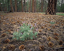 Lupin (Lupinus sp) flowering amongst Ponderosa pine (Pinus ponderosa) cones, near Tiyo Point, Grand Canyon NP, Arizona, USA
