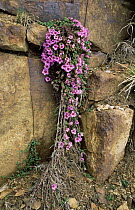 Purple saxifrage {Saxifraga oppositifolia} Adamello regional park, Alps, Italy