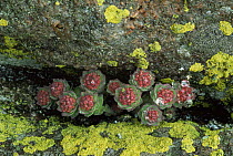Roseroot {Sedum rosea} growing in rock cleft, St Mary's Is, Quebec, Canada