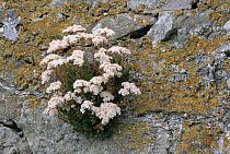 White stonecrop {Sedum album} flowering in stone wall, Scotland, UK