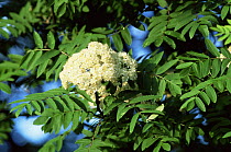 Flowers of Rowan tree {Sorbus aucuparia} Yorkshire, UK