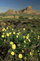 Spitzkoppe, Namibia, with Devil's thorn {Tribulus sp} flowering in the foreground in the wet season