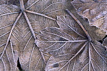 Sycamore tree {Acer pseudoplatanus} fallen leaves with hoar frost, Scotland, UK (This image may be licensed either as rights managed or royalty free.)