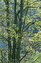 Sycamore tree {Acer pseudoplatanus} new leaves in spring, Bavaria, Germany