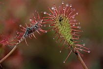 Long leaved sundew {Drosera intermedia} insects trapped on stalked glands on leaf surface, Holland