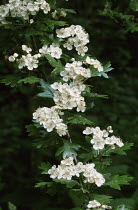 Whitethorn flowers {Crataegus oxyacantha} Germany