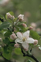 Apple blossom {Malus domestica} Germany