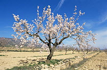 Almond tree in blossom {Prunus dulcis} Alicante, Spain