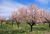 Almond trees in blossom {Prunus dulcis} Alicante, Spain