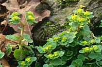 Golden saxifrage {Chrysosplenium oppositifolium} in flower aside fallen leaves and mossy rock, Lancashire, UK
