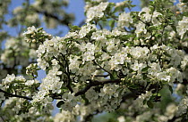 Blossom on Apple tree {Malus sp} Germany