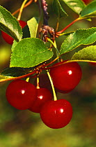 Cherries on Cherry tree {Prunus cerasus} Wisconsin, USA