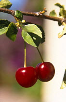 Cherries on Cherry tree {Prunus cerasus} Sweden