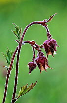 Water avens {Geum rivale} Germany