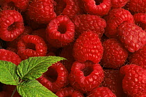 Rapsberry fruit {Rubus idaeus} USA