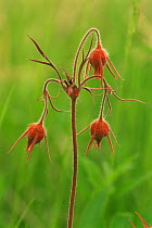 Prairie smoke flowers {Geum trifolium} Wisconsin, USA