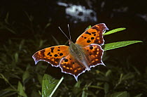 Question mark butterfly {Polygona interrogationis} New Jersey, USA