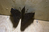 Three Peacock butterflies {Inachis io} hibernating in corner of shed, UK