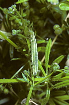 Mouse moth caterpillar (Amphipyra tragopoginis} UK