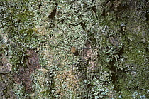 Wire-legged harvestman {Leiobunum rotundum} male on lichen-covered tree, UK
