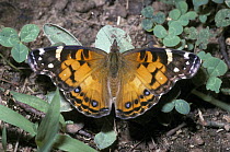 American painted lady butterfly {Vanessa virginiensis} South Carolina, USA