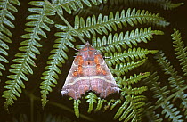 Herald moth {Scoliopteryx libatrix} at rest, resembling dead leaf, UK
