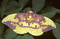 Male Imperial moth {Eacles imperialis} South Carolina, USA
