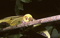 Male Imperial moth {Eacles imperialis} on branch, South Carolina, USA