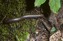 Millipede {Narceus americanus} in deciduous forest, South Carolina, USA