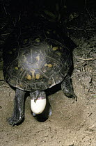Eastern box turtle {Terrapene carolina carolina} female laying eggs in newly dug hole, South Carolina, USA