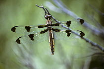 Twelve-spotted spotted skimmer dragonfly {Libellula pulchella} female hanging off branch, Utah, USA
