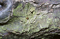 Male Wire-legged harvestman {Leiobunum rotundum} UK